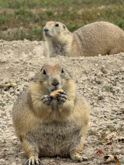 Prairie Dogs Field - Philip, SD
