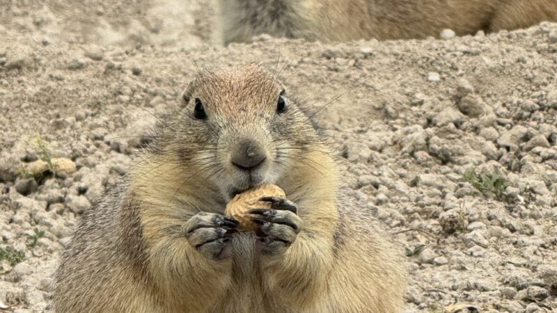 Prairie Dogs Field - Philip, SD