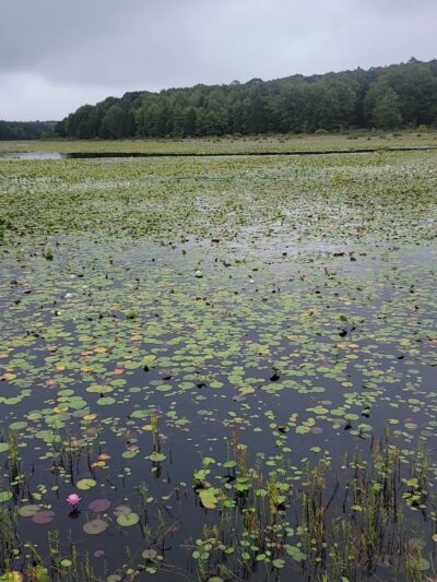 Black Moshannon State Park - Philipsburg, PA