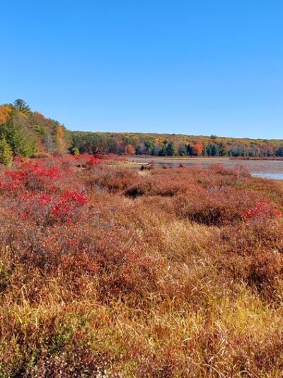 Black Moshannon State Park Day Use District - Philipsburg, PA
