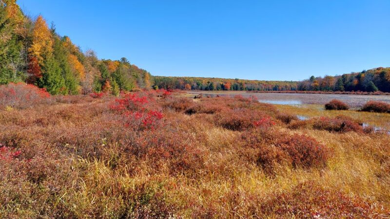 Black Moshannon State Park Day Use District - Philipsburg, PA