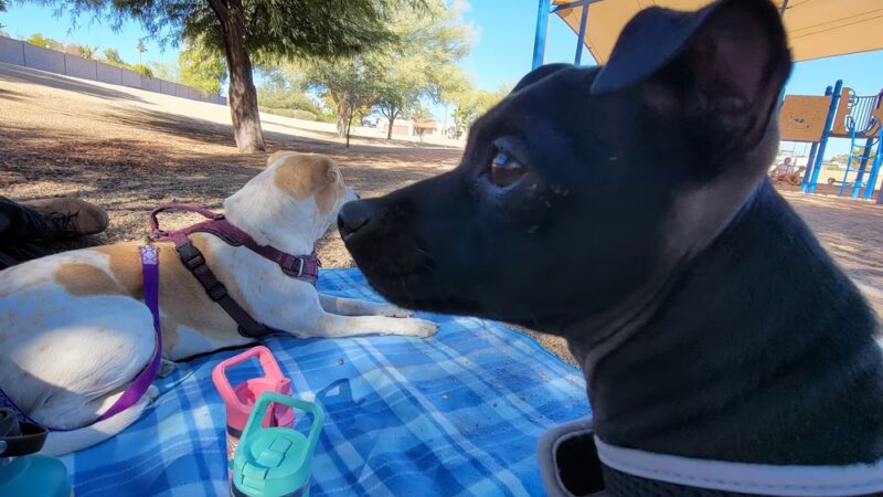 Mercury Mine Basin Park - Phoenix, AZ