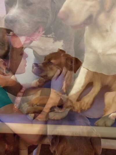 Paradise Dogs 24/7 - Phoenix, AZ