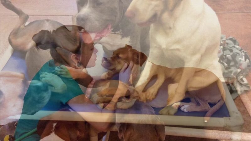 Paradise Dogs 24/7 - Phoenix, AZ