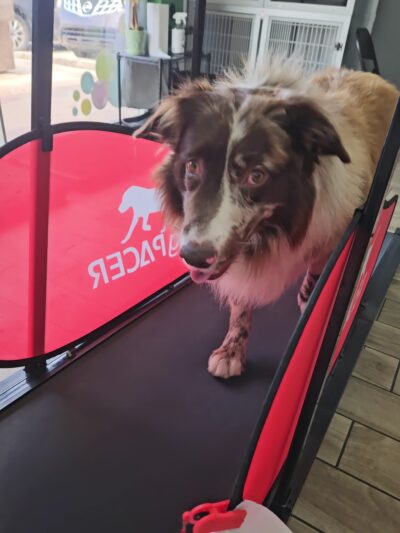 Paws 48 Dog Wash & Gym - Phoenix, AZ