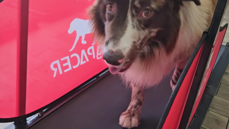 Paws 48 Dog Wash & Gym - Phoenix, AZ