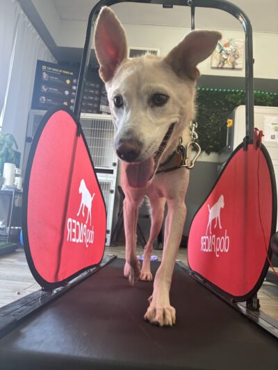 Paws 48 Dog Wash & Gym - Phoenix, AZ