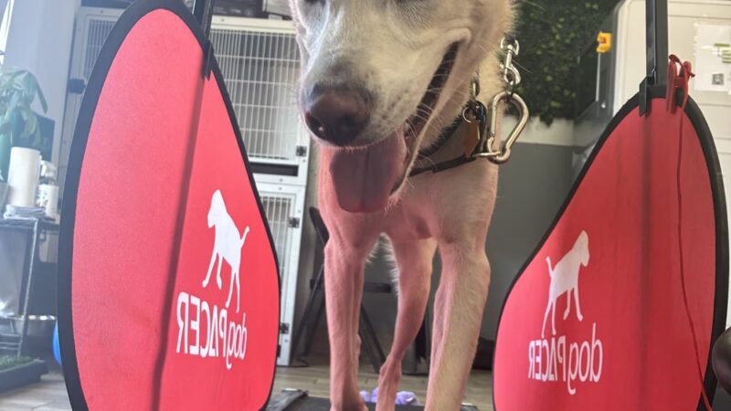 Paws 48 Dog Wash & Gym - Phoenix, AZ