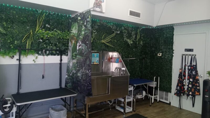 Paws 48 Dog Wash & Gym - Phoenix, AZ