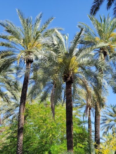 Quail Run Basin Park - Phoenix, AZ