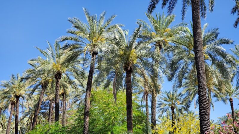 Quail Run Basin Park - Phoenix, AZ