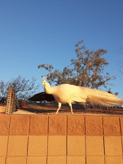 Santa Maria Park - Phoenix, AZ