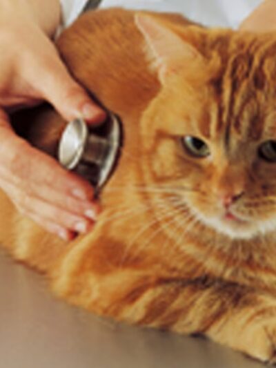 Companion Animal Care Center - Phoenix, MD