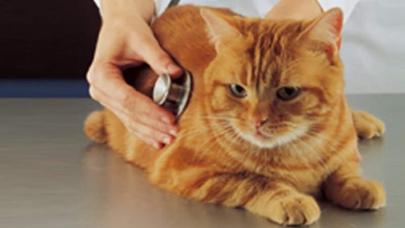 Companion Animal Care Center - Phoenix, MD
