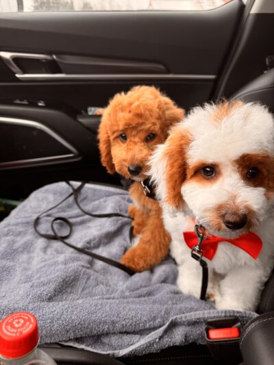 Companion Animal Care Center - Phoenix, MD