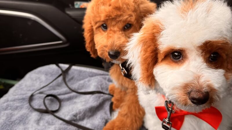 Companion Animal Care Center - Phoenix, MD