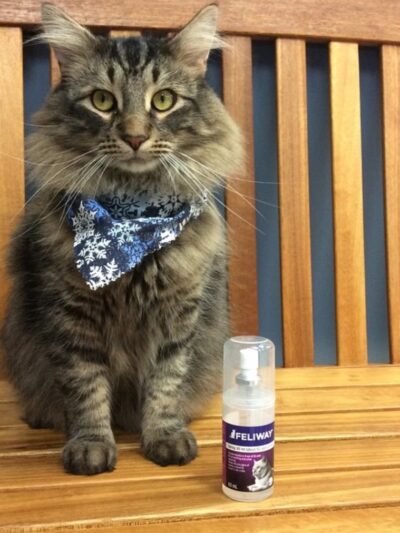 Companion Animal Care Center - Phoenix, MD