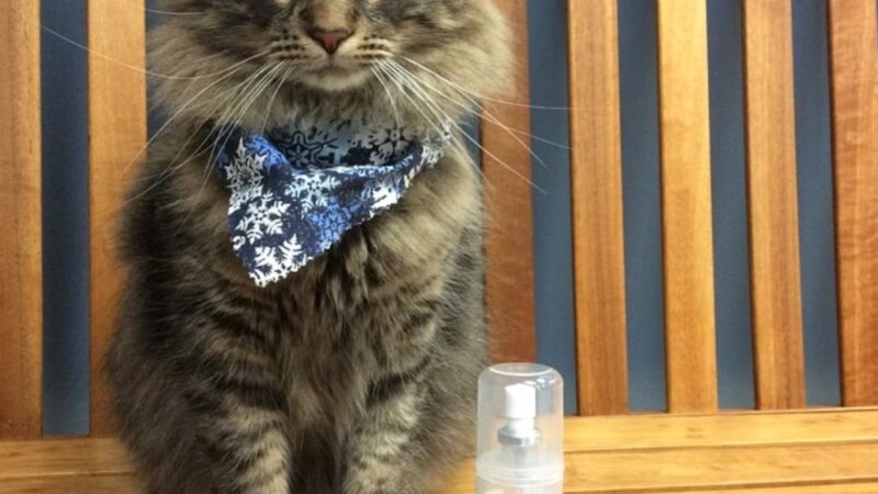 Companion Animal Care Center - Phoenix, MD