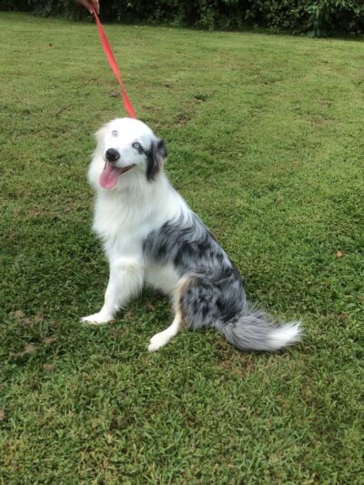 Companion Animal Care Center - Phoenix, MD