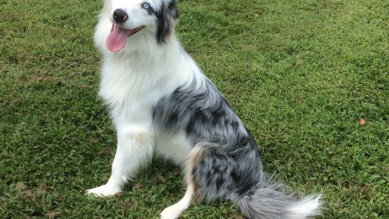Companion Animal Care Center - Phoenix, MD