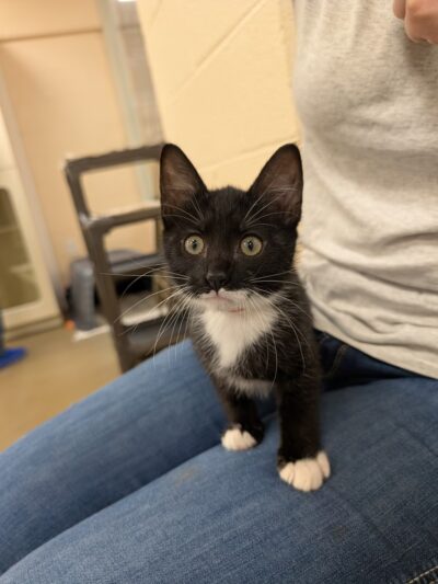 Defenders of Animal Rights Inc - Phoenix, MD