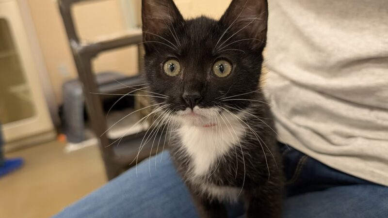 Defenders of Animal Rights Inc - Phoenix, MD