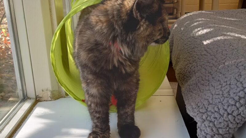 Defenders of Animal Rights Inc - Phoenix, MD