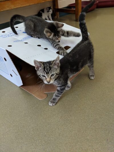 Defenders of Animal Rights Inc - Phoenix, MD