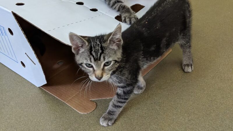 Defenders of Animal Rights Inc - Phoenix, MD