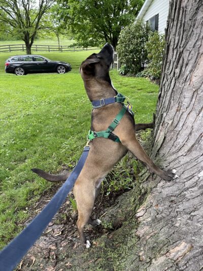 Grateful Dog - Phoenix, MD