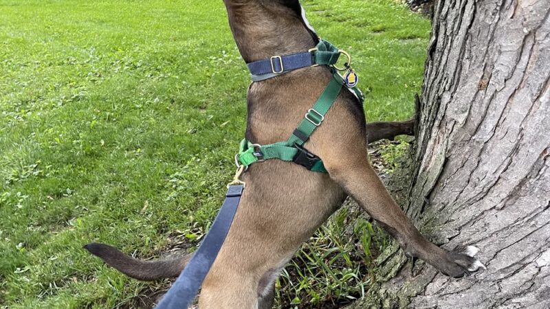 Grateful Dog - Phoenix, MD