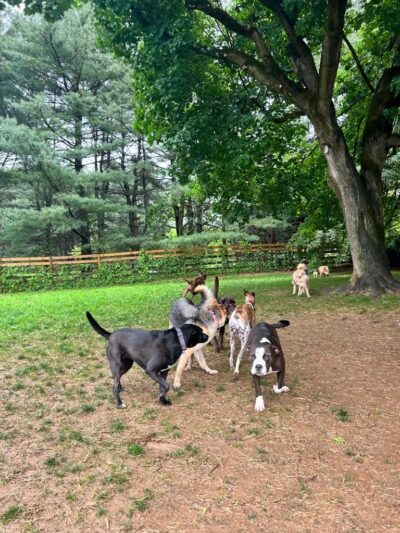 Grateful Dog - Phoenix, MD