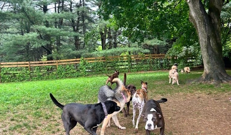 Grateful Dog - Phoenix, MD