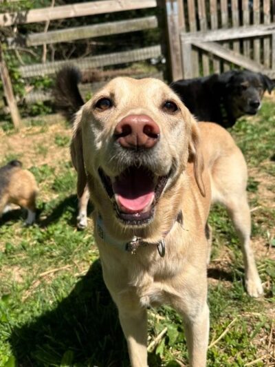 Grateful Dog - Phoenix, MD