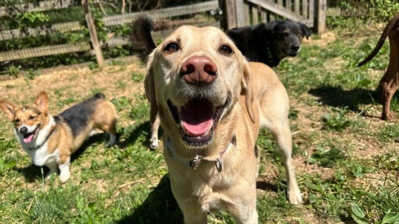 Grateful Dog - Phoenix, MD