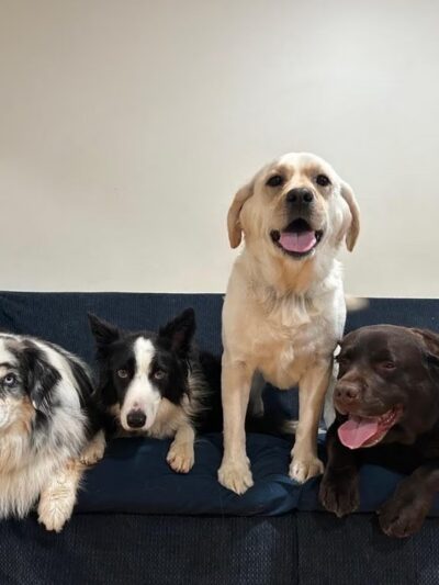 Grateful Dog - Phoenix, MD