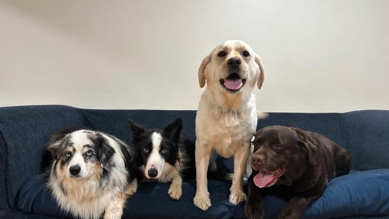 Grateful Dog - Phoenix, MD