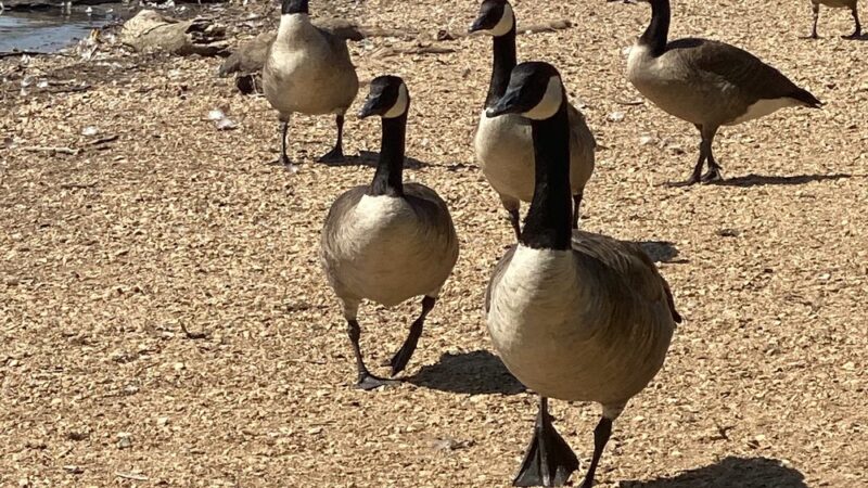 Loch Raven Park - Phoenix, MD
