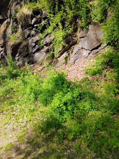 NCR Trail Mile 2 Lot - Phoenix, MD