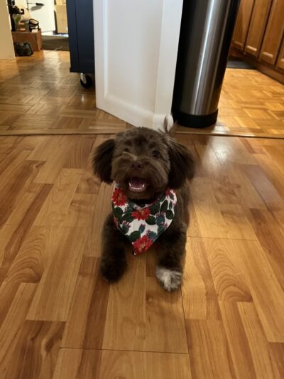 Paws Puppy Palace LLC - Phoenix, NY