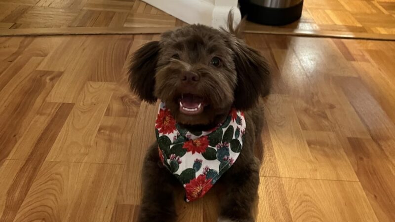 Paws Puppy Palace LLC - Phoenix, NY