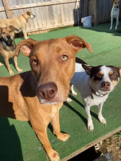 Paws Puppy Palace LLC - Phoenix, NY