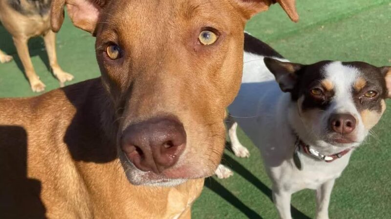 Paws Puppy Palace LLC - Phoenix, NY