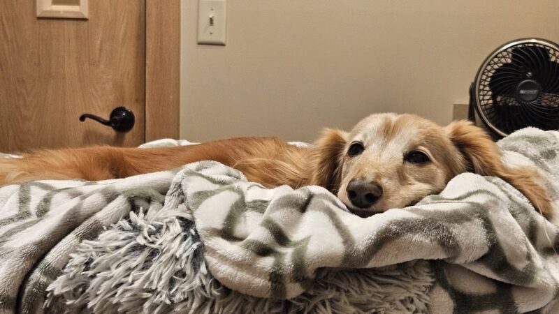 Paws Puppy Palace LLC - Phoenix, NY