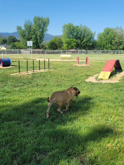 Blitz's Phoenix dog park - Phoenix, OR