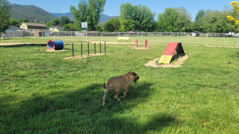 Blitz's Phoenix dog park - Phoenix, OR