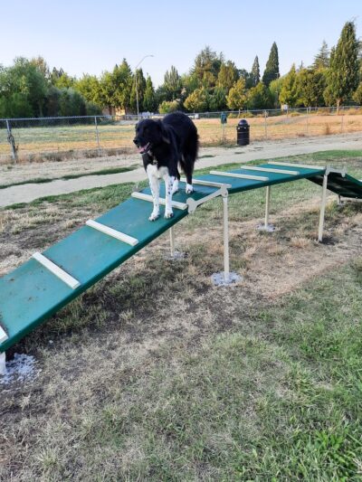 Blitz's Phoenix dog park - Phoenix, OR