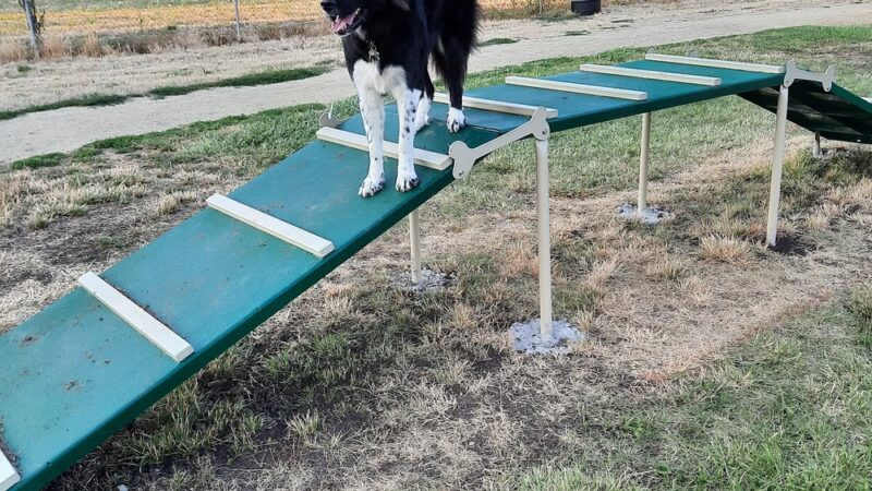 Blitz's Phoenix dog park - Phoenix, OR