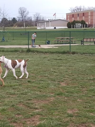 Violet Township Dog Park - Pickerington, OH