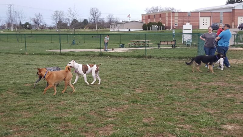 Violet Township Dog Park - Pickerington, OH